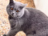 Jeune chat British Shorthair à vendre