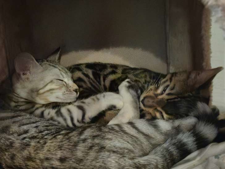 Chatons Bengal à vendre ensemble