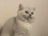 Magnifique chaton British shorthair black silver shaded disponible