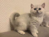 Magnifique chaton British shorthair black silver shaded disponible