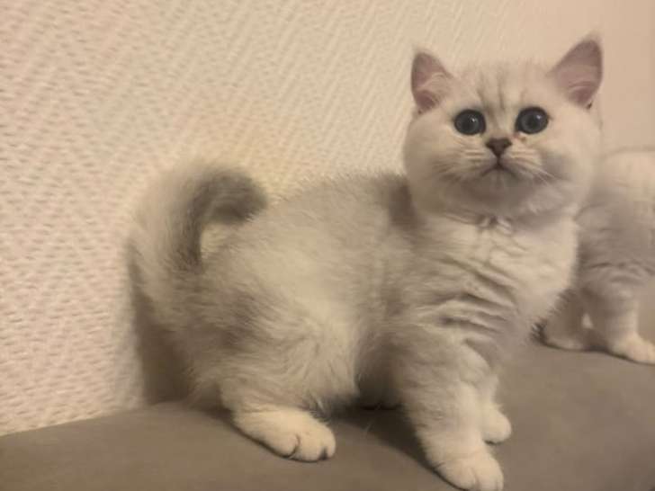 Magnifique chaton British shorthair black silver shaded disponible