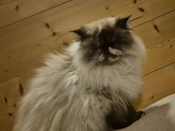 Chatte Persan à donner