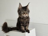 Chaton Maine Coon de 8 mois à vendre