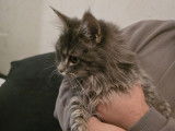 Femelle Maine Coon de 7 mois à vendre