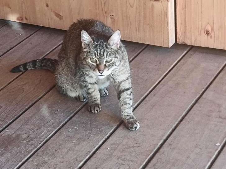 Vanilla, chatte tigrée à donner