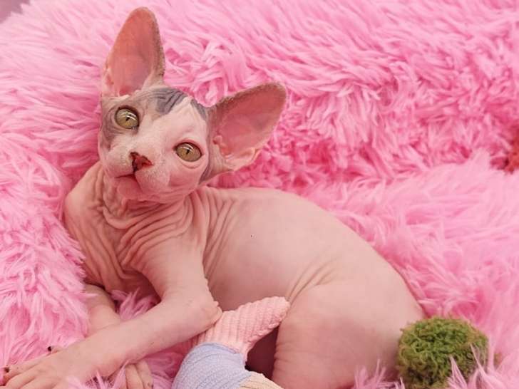 Chatons Sphynx avec pedigree WCF à vendre