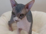 Chatons Sphynx avec pedigree WCF à vendre