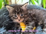 Chatonne Maine Coon PP Brown blotched tabby à vendre