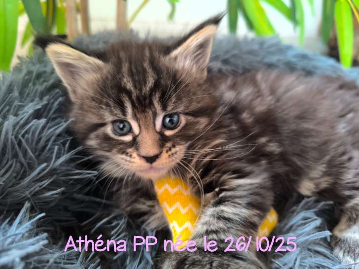 Chatonne Maine Coon PP Brown blotched tabby à vendre
