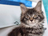 Chatonne Maine Coon PP Brown blotched tabby à vendre