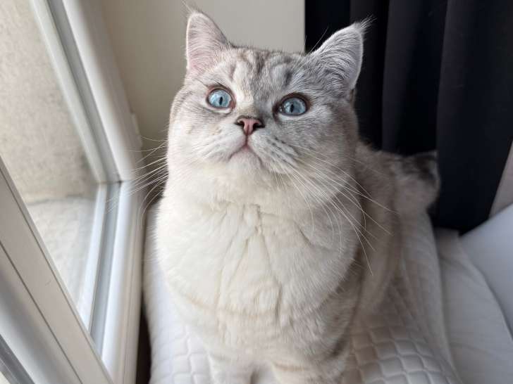 Superbe mâle British Shorthair disponible pour saillie