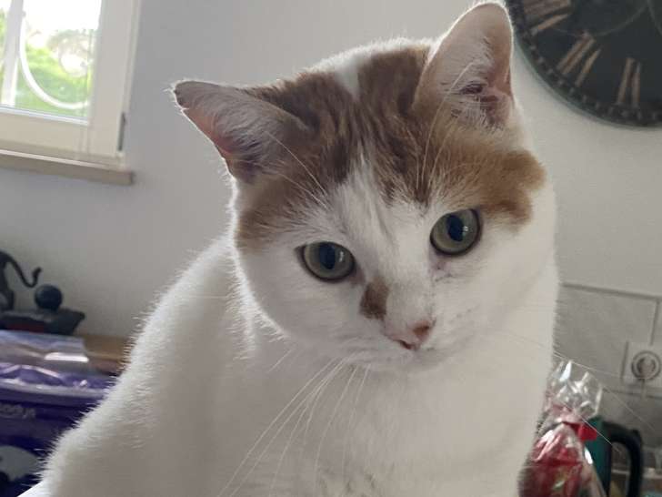 Charly, chat à adopter en association