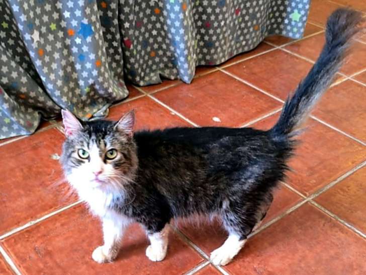 Coco, chat à adopter en association