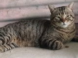 Chat tigré de type Européen à adopter en association