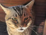 Chat tigré de type Européen à adopter en association