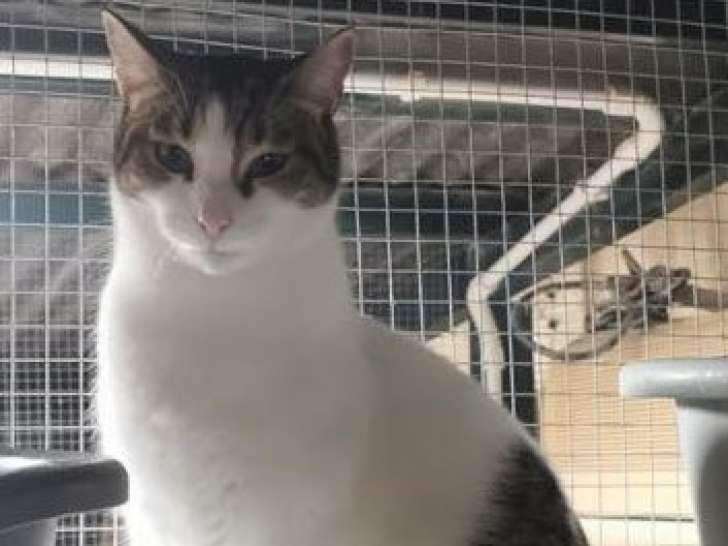 Gustavo, chat à adopter en association