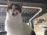 Gustavo, chat à adopter en association