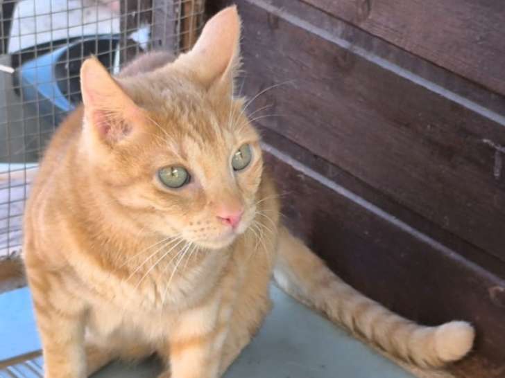 Honey, chat roux à adopter en association