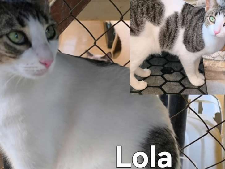 Lola, chatte à adopter en association