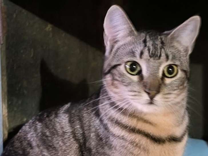 Lucia, chatte tigrée type Européen à adopter en association