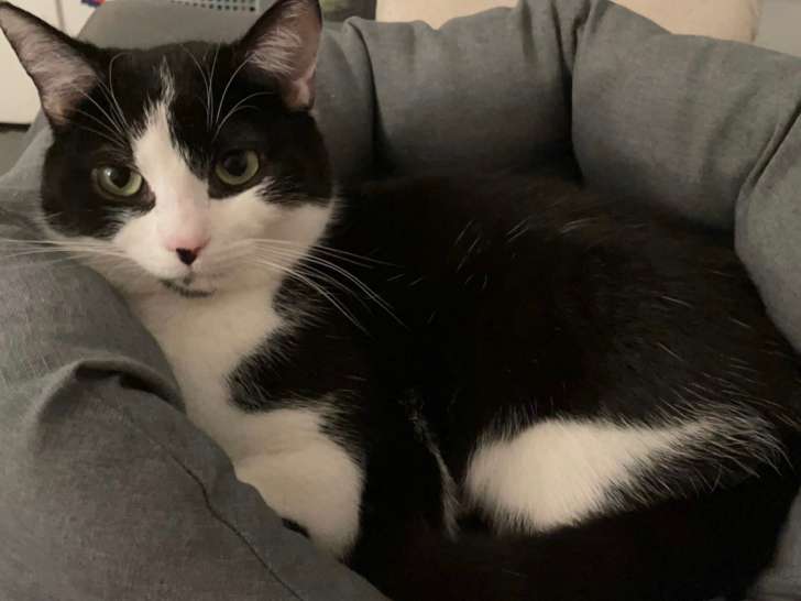 Mani, chat noir et blanc à adopter en association