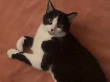Mani, chat noir et blanc à adopter en association
