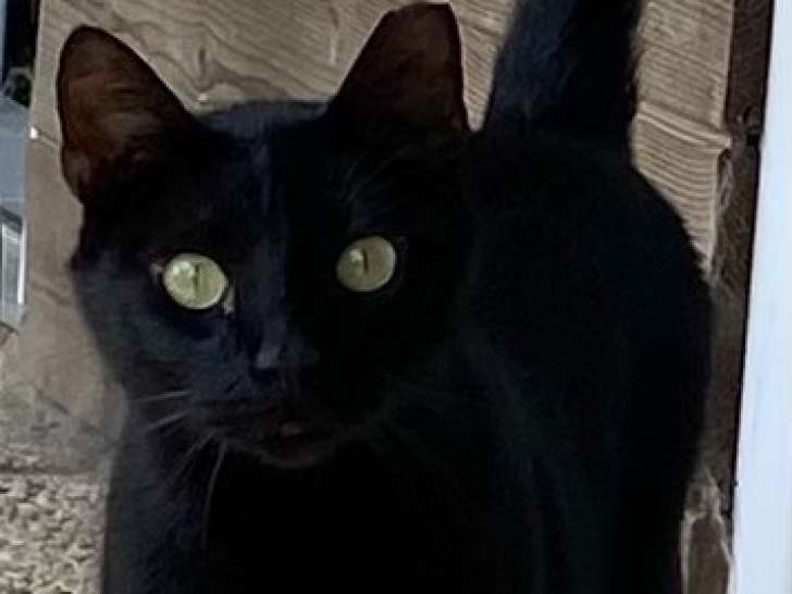 Mickey, chat noir à adopter en association