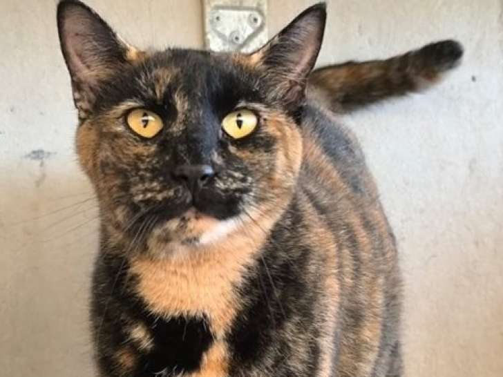 Mona, chatte écaille de tortue à adopter