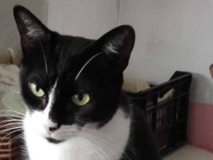 Tokyo, chatte adorable à adopter en association