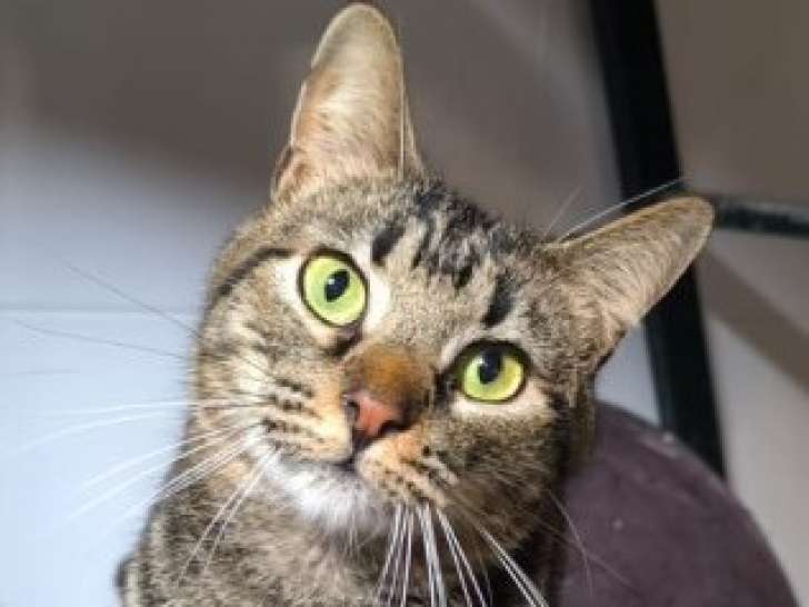 ZipZap, chat tigré à adopter en association