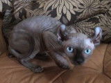 Chaton Sphynx Elf seal point