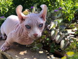 Chatons Sphynx à vendre