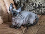 Chatons Sphynx à vendre