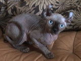 Chaton sphynx ELF mâle seal point