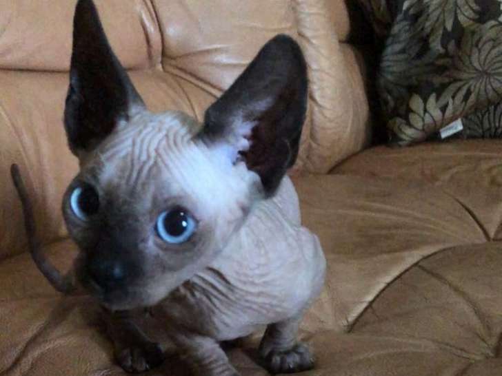 Chatons Sphynx à vendre