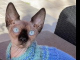 Chatons Sphynx à vendre