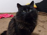 Merlin, chat noir à poil long à adopter en association