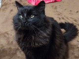 Merlin, chat noir à poil long à adopter en association