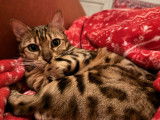 Chatte adulte Bengal à vendre