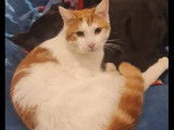 Disponible à l’adoption : chaton mâle roux et blanc de 8 mois