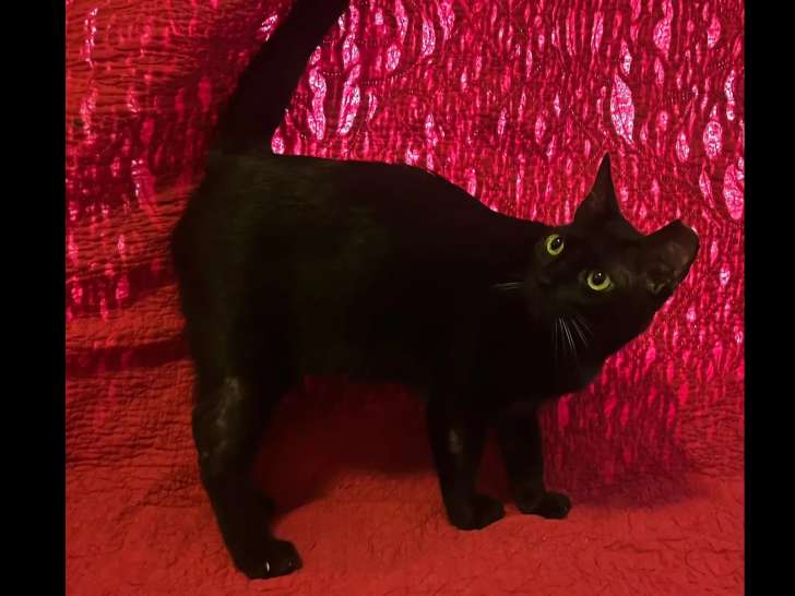 À la recherche d’une famille : chatte Mau Arabe de 2 ans