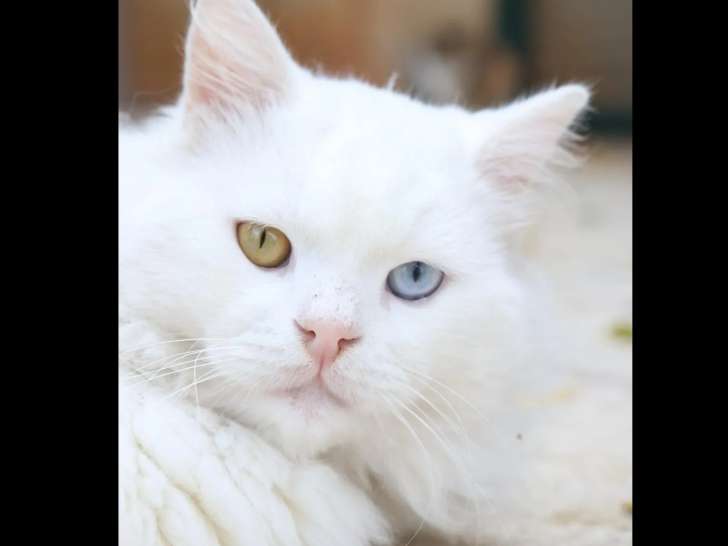 Prêt pour l’adoption : chat Angora Turc blanc