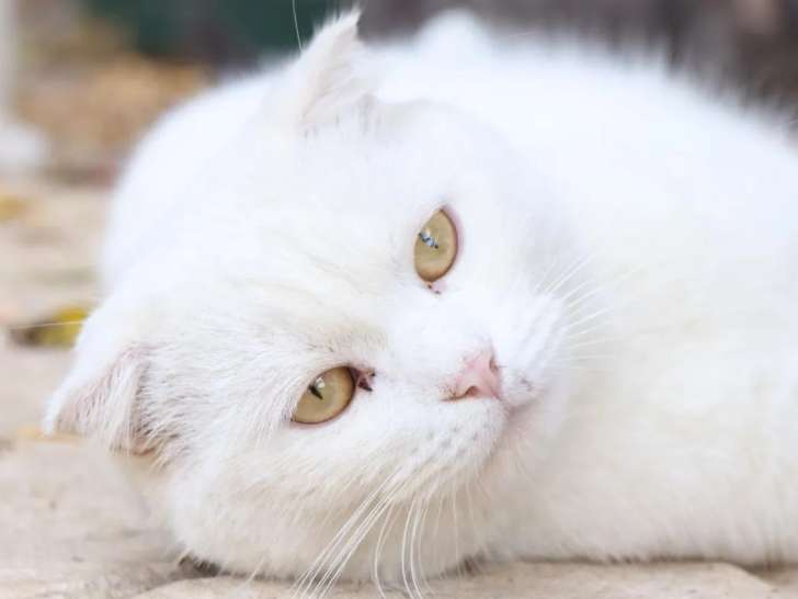 À adopter : chat Scottish Fold de 2 ans