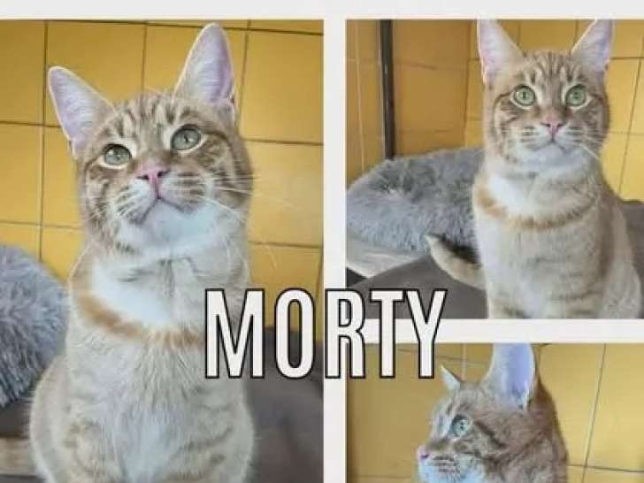 En attente d’adoption : chat d’un an