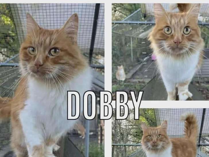 À adopter : chat marron et blanc