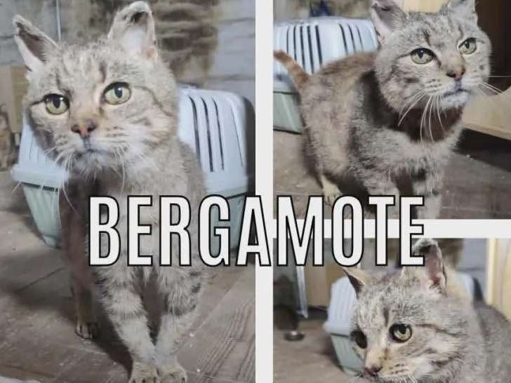 À la recherche d’une famille : chatte tigrée grise