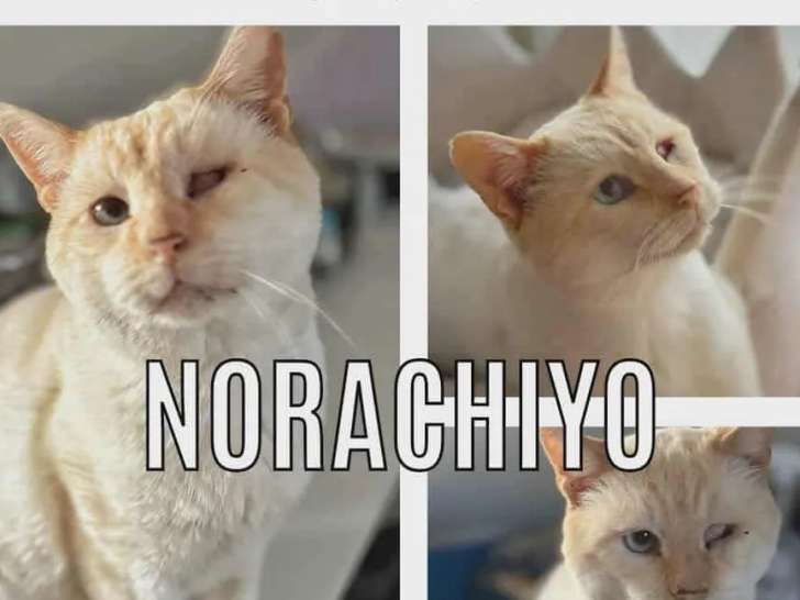 En quête d’un foyer : chat beige