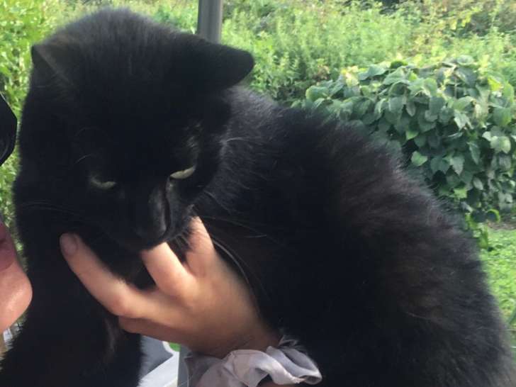 Chat noir à donner