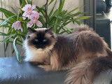 Chaton Ragdoll à naitre disponibles fin mai 2026