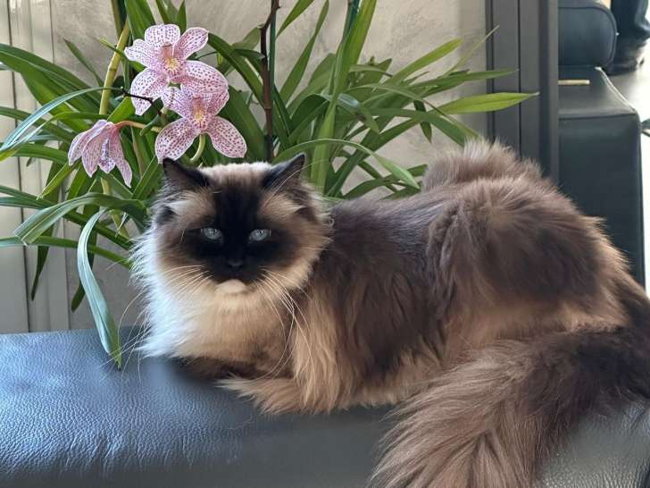 Chaton Ragdoll à naitre disponibles fin mai 2026